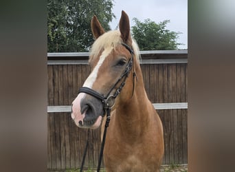 Polnisches Warmblut Mix, Wallach, 4 Jahre, 15,2 hh, Fuchs