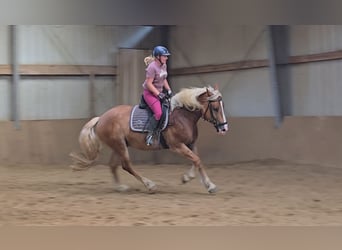 Polnisches Warmblut Mix, Wallach, 4 Jahre, 15,2 hh, Fuchs