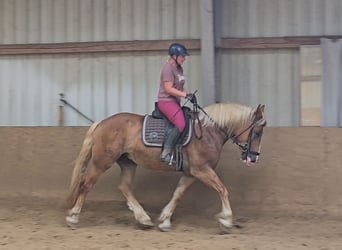 Polish Warmblood Mix, Gelding, 4 years, 15,2 hh, Chestnut-Red