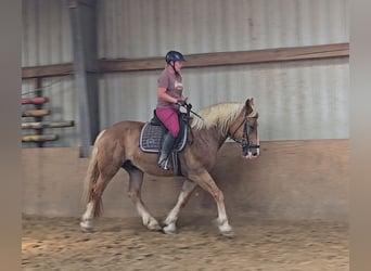 Polish Warmblood Mix, Gelding, 4 years, 15,2 hh, Chestnut-Red