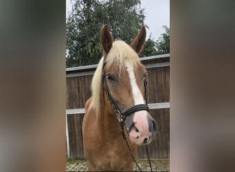 Polnisches Warmblut Mix, Wallach, 4 Jahre, 15,2 hh, Fuchs