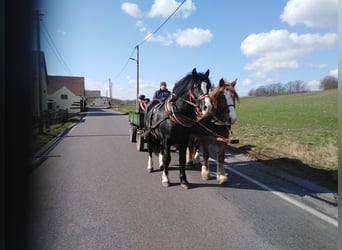 Polish Warmblood, Gelding, 4 years, 15.3 hh, Black