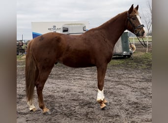 Polish Warmblood, Gelding, 4 years, 16,3 hh, Chestnut-Red