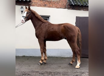 Polish Warmblood, Gelding, 4 years, 16,3 hh, Chestnut-Red