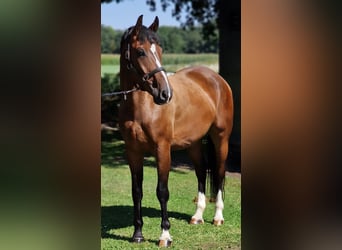 Polish Warmblood, Gelding, 4 years, 16 hh, Brown