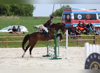 Polish Warmblood, Gelding, 4 years, 17 hh, Brown