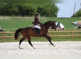 Polish Warmblood, Gelding, 4 years, 17 hh, Brown