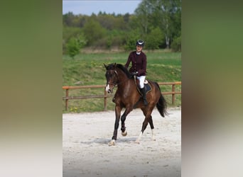 Polish Warmblood, Gelding, 4 years, 17 hh, Brown