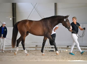 Polish Warmblood, Gelding, 4 years, 17 hh, Brown