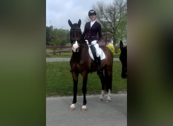 Polish Warmblood, Gelding, 4 years, 17 hh, Brown