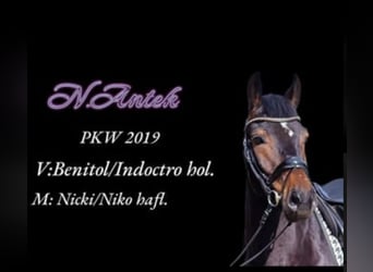 Polnisches Warmblut, Wallach, 5 Jahre, 15,2 hh, Brauner