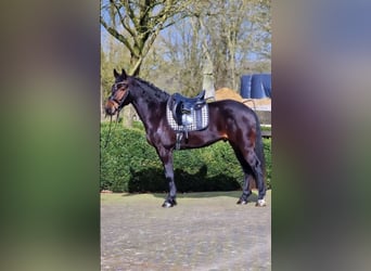 Polnisches Warmblut, Wallach, 5 Jahre, 15,2 hh, Brauner