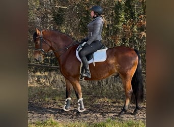 Polish Warmblood, Gelding, 5 years, 15,2 hh, Brown