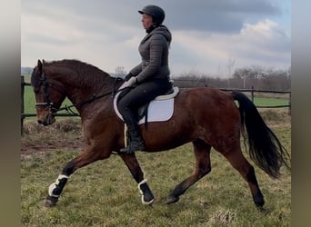 Polish Warmblood, Gelding, 5 years, 15,2 hh, Brown