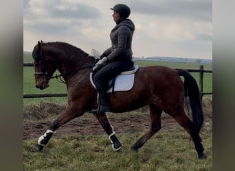 Polish Warmblood, Gelding, 5 years, 15,2 hh, Brown