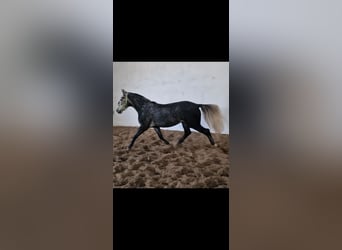 Polish Warmblood, Gelding, 5 years, 16.1 hh, Gray-Dark-Tan