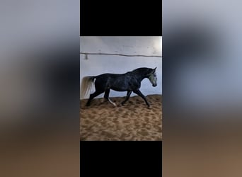 Polish Warmblood, Gelding, 5 years, 16.1 hh, Gray-Dark-Tan