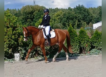 Polish Warmblood, Gelding, 5 years, 16 hh, Chestnut-Red