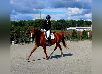 Polish Warmblood, Gelding, 5 years, 16 hh, Chestnut-Red