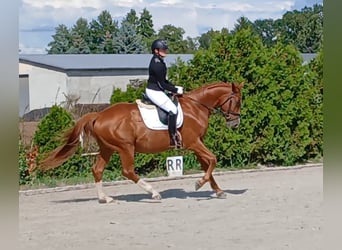 Polish Warmblood, Gelding, 5 years, 16 hh, Chestnut-Red