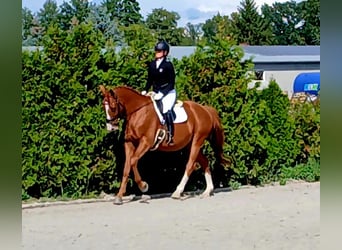 Polish Warmblood, Gelding, 5 years, 16 hh, Chestnut-Red