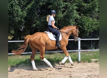 Polish Warmblood, Gelding, 5 years, 16 hh, Chestnut-Red
