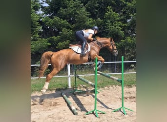 Polish Warmblood, Gelding, 5 years, 16 hh, Chestnut-Red