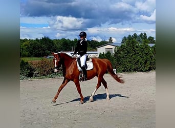 Polish Warmblood, Gelding, 5 years, 16 hh, Chestnut-Red