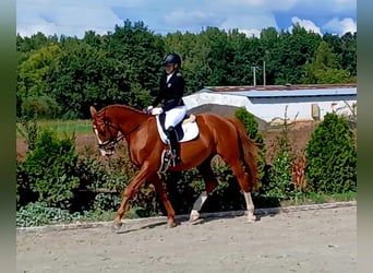 Polish Warmblood, Gelding, 5 years, 16 hh, Chestnut-Red