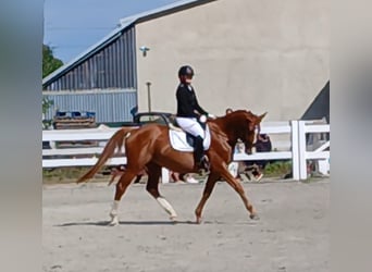 Polish Warmblood, Gelding, 5 years, 16 hh, Chestnut-Red
