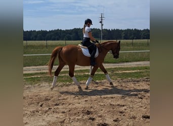 Polish Warmblood, Gelding, 5 years, 16 hh, Chestnut-Red