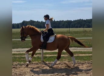 Polish Warmblood, Gelding, 5 years, 16 hh, Chestnut-Red