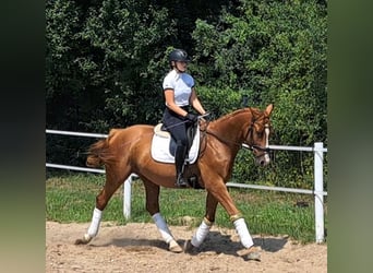 Polish Warmblood, Gelding, 5 years, 16 hh, Chestnut-Red