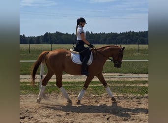 Polish Warmblood, Gelding, 5 years, 16 hh, Chestnut-Red