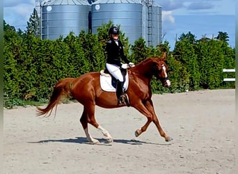 Polish Warmblood, Gelding, 5 years, 16 hh, Chestnut-Red