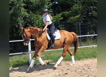 Polish Warmblood, Gelding, 5 years, 16 hh, Chestnut-Red