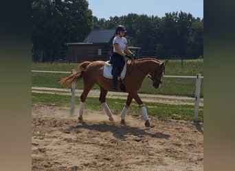 Polish Warmblood, Gelding, 5 years, 16 hh, Chestnut-Red