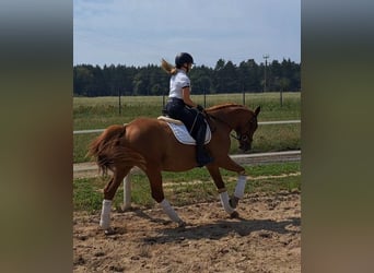 Polish Warmblood, Gelding, 5 years, 16 hh, Chestnut-Red