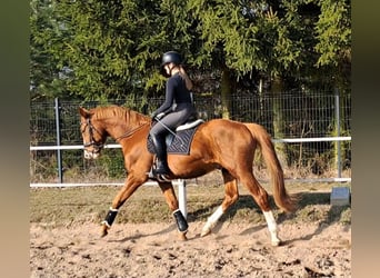 Polish Warmblood, Gelding, 5 years, 16 hh, Chestnut-Red