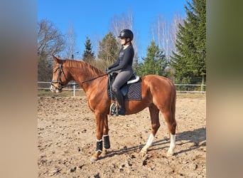 Polish Warmblood, Gelding, 5 years, 16 hh, Chestnut-Red