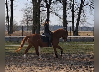 Polish Warmblood, Gelding, 5 years, 16 hh, Chestnut-Red