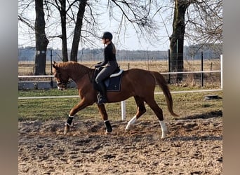 Polish Warmblood, Gelding, 5 years, 16 hh, Chestnut-Red