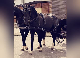 Polish Warmblood, Gelding, 5 years, 16,2 hh, Black