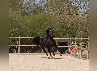 Polish Warmblood, Gelding, 5 years, 16,2 hh, Black