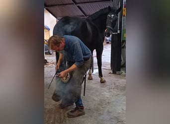 Polish Warmblood, Gelding, 5 years, 16,2 hh, Black