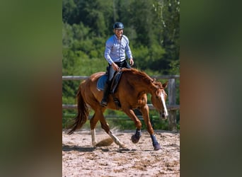 Polish Warmblood, Gelding, 5 years, 17 hh, Chestnut-Red