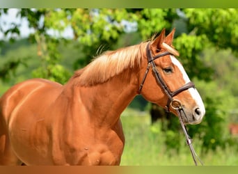 Polish Warmblood, Gelding, 6 years, 16 hh, Chestnut-Red