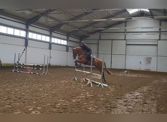 Polish Warmblood, Gelding, 6 years, 16 hh, Chestnut-Red