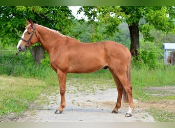 Polish Warmblood, Gelding, 6 years, 16 hh, Chestnut-Red