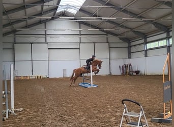Polish Warmblood, Gelding, 6 years, 16 hh, Chestnut-Red